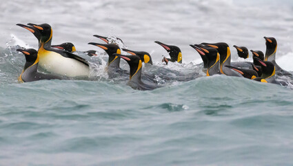 A group of king penguins swimming in icy waters of St Andrews Bay. South Georgia, Antarctica.