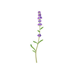 Lavender in watercolor style illustration. Beautiful purple flower, lavendar or lavander isolated on white background. Plants, botany, decoration concept for greeting cards or postcards