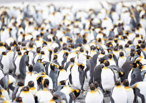 A large group of king penguins on Salisbury plain. South Georgia islands, Antarctica.