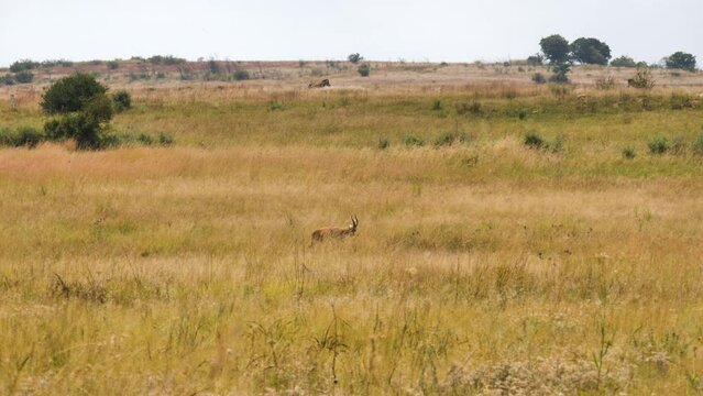 Blesbok antelope walking in distant grassland