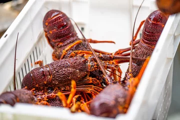 Deurstickers Live east coast rock lobster fishing in australia. Crayfish on a boat caught in lobster pots © William