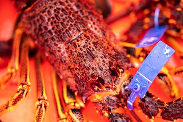 Live east coast rock lobster fishing in australia. Crayfish on a boat caught in lobster pots