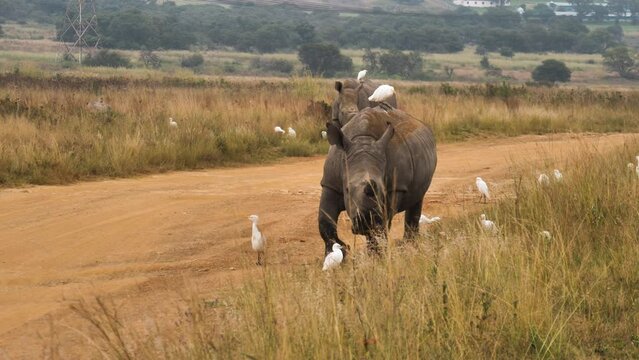 White Rhino walks arlong dirt road through flock of cattle egrets