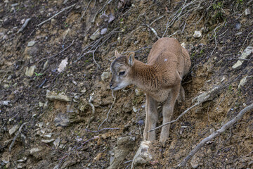 Mufflon am Hang Jungtier