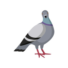 Cute colorful dove sitting and looking on white background. Pigeon cartoon illustration. Animal, flying creature, bird concept