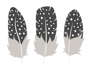 Set of guinea fowl feathers in flat style. Beautiful design elements.