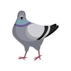 Cute colorful dove looking on white background. Pigeon cartoon illustration. Animal, flying creature, bird concept