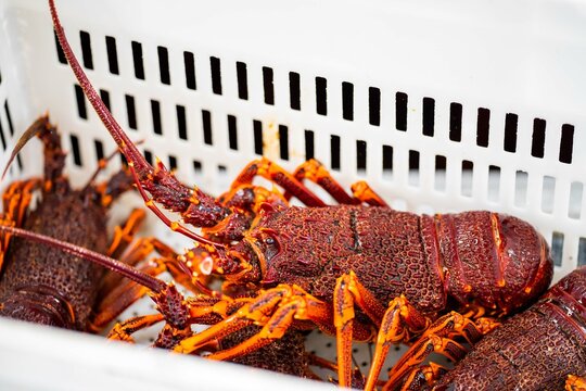 Live East Coast Rock Lobster Fishing In Australia. Crayfish On A Boat Caught In Lobster Pots