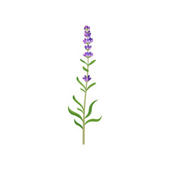 Lavender in watercolor style vector illustration. Beautiful purple flower, lavendar or lavander isolated on white background. Plants, botany, decoration concept for greeting cards or postcards