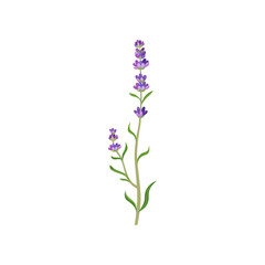 Lavender flowers in watercolor style illustration. Beautiful purple flower, lavendar or lavander isolated on white background. Plants, botany, decoration concept for greeting cards or postcards