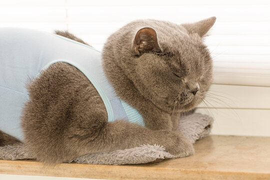 The Domestic Gray British Shorthair Cat In After Surgery Wear Lies On The Windowsill At Home And Rests. Pet Concept.