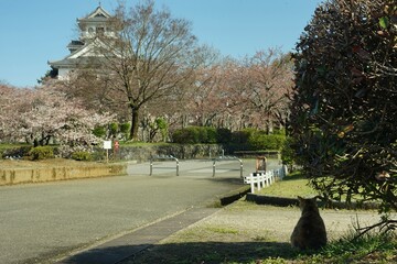 桜咲く滋賀・長浜の豊公園に住む猫たち