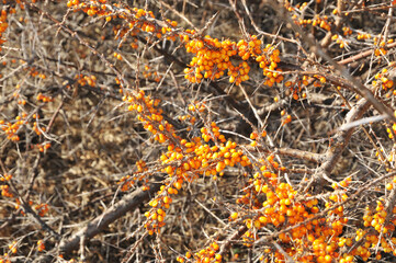 The fruits of sea-buckthorn on a branch close-up. The use of juices, compotes, wines, sea-buckthorn oil. Medicine. Cosmetology. Lotions. Ointments.