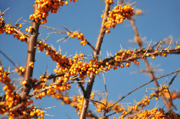 The fruits of sea-buckthorn on a branch close-up. The use of juices, compotes, wines, sea-buckthorn oil. Medicine. Cosmetology. Lotions. Ointments.
