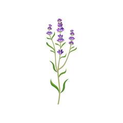 Lavender flowers in watercolor style vector illustration. Beautiful purple flower, lavendar or lavander isolated on white background. Plants, botany, decoration concept for greeting cards or postcards