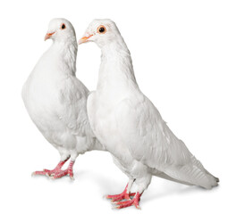 Two White Doves
