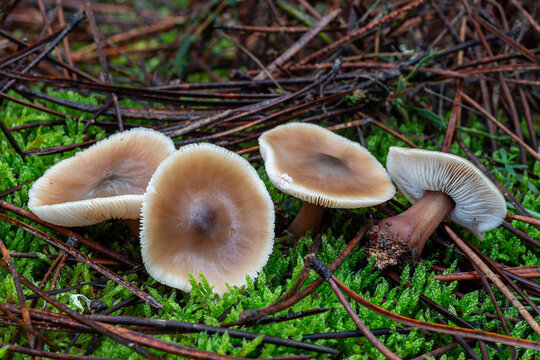Collybia butyracea. Rhodocollybia. Butirácea colibia mushrooms among the moss and resin pine needles.