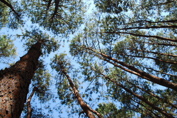 trees in the forest
