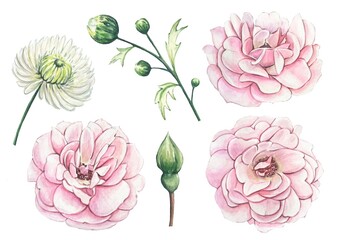 Set with pink rosebuds, hand drawn floral collection, watercolor illustration