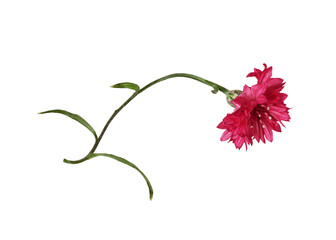 Red knapweed flower with curved stem isolated on white or transparent background - Powered by Adobe