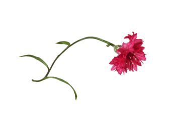 Red knapweed flower with curved stem isolated on white or transparent background