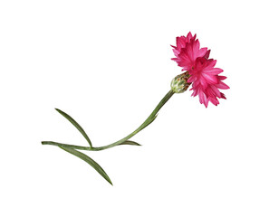 Red knapweed flower with curved stem isolated on white or transparent background