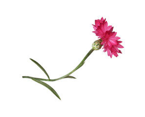 Red knapweed flower with curved stem isolated on white or transparent background