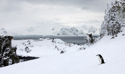 A single chinstrap penguin walking in front of magnificent landscape and penguin colony. Antarctica.