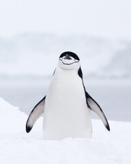 A chinstrap penguin standing tall in the snow. Antarctica. - 555596536