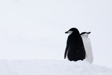 Two chinstrap penguins courting in the beginning of spring. Antarctica.