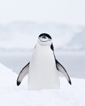 A chinstrap penguin standing tall in the snow. Antarctica.
