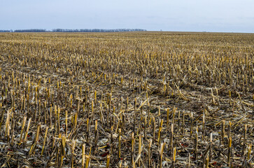 Corn after harvest - horizontal orientation