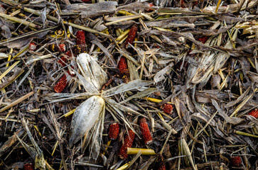 Corn field after harvest with straw strewn over the soil.