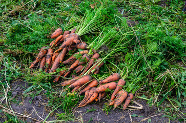 Close-up of row of ripe unwashed carrots lying on ground freshly dug out from garden-bed in vegetable garden. Harvest, autumn, agriculture, vegetable, nature, healthy eating, vitamins, gardening.