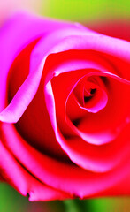 Naklejka na ściany i meble pink rose closeup