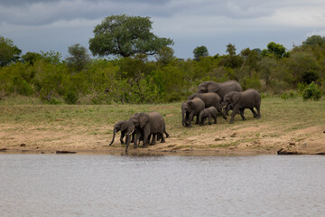 Obraz premium a Breeding herd of African elephants at a waterhole