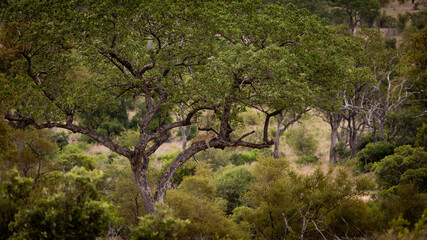 a distant tree with a leopard resting on a branch