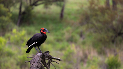 A southern ground hornbill in the wild