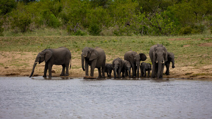 Obraz premium a Breeding herd of African elephants at a waterhole