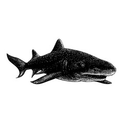 Fototapeta premium Lemon Shark hand drawing vector illustration isolated on background.