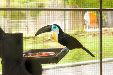 Gordijnen Toucan bird inside zoo enclosure endangered tropical bird colorful beak © Altin Osmanaj