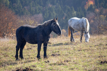 Fototapeta na wymiar Black and white horse on meadow