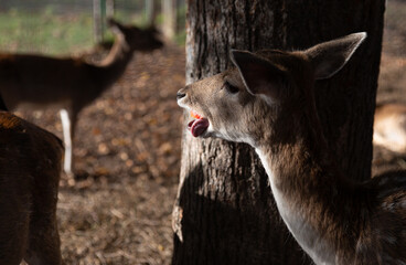 Deer shows tongue - obrazy, fototapety, plakaty