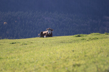 Cow on meadow in hills © Grzegorz
