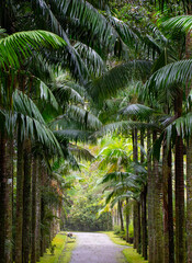 Botanischer Garten,Palmenallee,Terra Nostra Park, Furnas, Insel Sao Miguel, Azoren, Portugal,