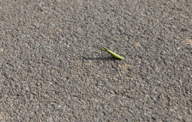 Mantis on asphalt road
