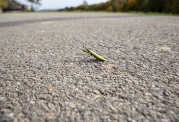 Mantis on asphalt road