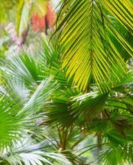 Fototapeta premium Baumfarne(Cyatheales) im botanischen Garten Terra Nostra Park,Furnas,Insel Sao Miguel,Azoren,Portugal,
