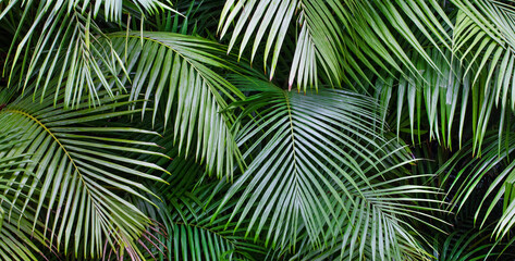 Baumfarne(Cyatheales) im botanischen Garten Terra Nostra Park,Furnas,Insel Sao...