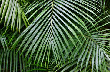 Baumfarne(Cyatheales) im botanischen Garten Terra Nostra Park,Furnas,Insel Sao Miguel,Azoren,Portugal,